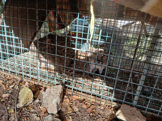 Lince ibrico en Cabra