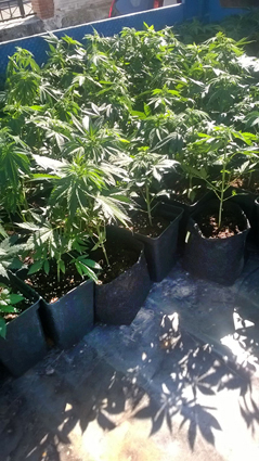 Incautada más de cien plantas de marihuana en Priego