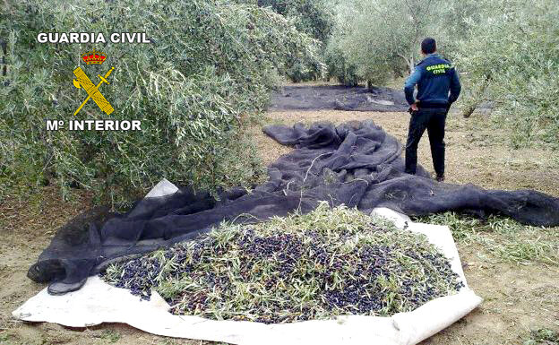 Imagen La Guardia Civil activa el dispositivo para la prevención y el control de hurtos y robos de aceituna