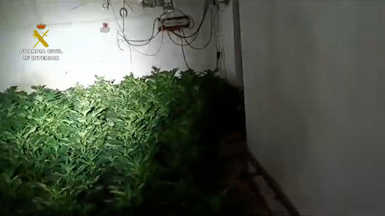Imagen La Guardia Civil investiga a un vecino de Priego de Córdoba y desmantela una plantación de marihuana oculta tras un box de un caballo